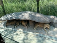 -北京野生动物园