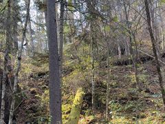 -五营红松林海景区