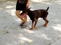 -如家宠物家庭式寄养训练