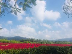 -亚龙湾国际玫瑰谷