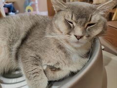 -MOCHA明星猫咖(田子坊店)