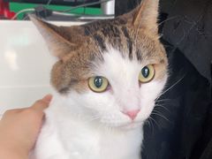 -安安宠医·安宠宠物医院