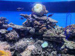-大连圣亚海洋世界