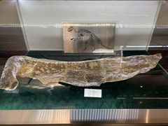 -诸城市恐龙博物馆
