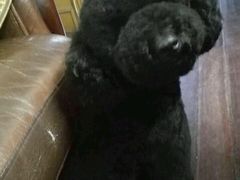 -1013 PET SHOP 宠物商店(近铁城市广场店)