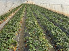 -小鱼草莓采摘园农家乐·小鱼餐厅