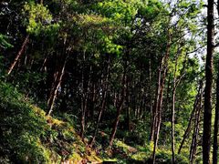 -重庆雨台山风景区