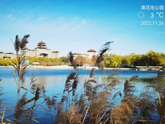 -莲花池公园