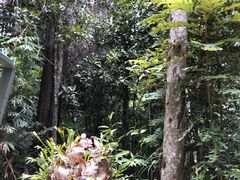 -热带雨林自然公园