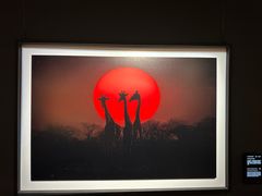 -罗红摄影艺术馆