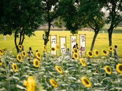 -光明小镇欢乐田园