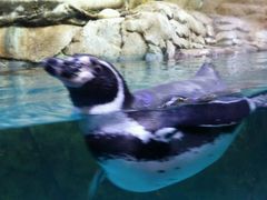 -迪拜水族馆及水下动物园