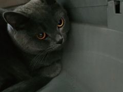 -宠福鑫康馨动物医院·骨科·眼科