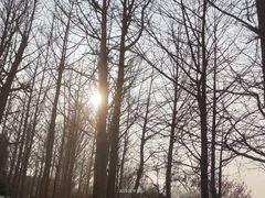 -石家庄市植物园