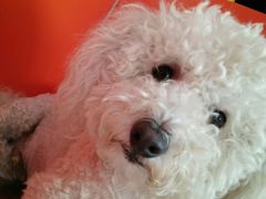 -瑞派福兴宠物医院犬猫全科·骨科·中西医结合(河东店)