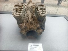 -邳州市博物馆