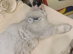 -共舞时光猫咖·狗咖(新街口店)