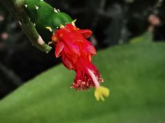 -国家植物园