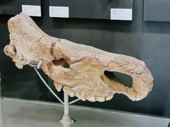 -北京周口店北京人遗址博物馆