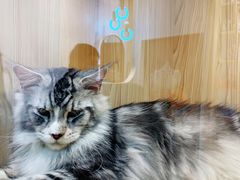 -屋虎猫馆(宝安大仟里店)