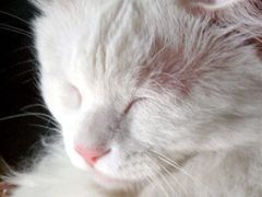 -Babycat私家御饼屋(龙头路一店)