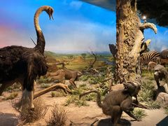 -国家自然博物馆