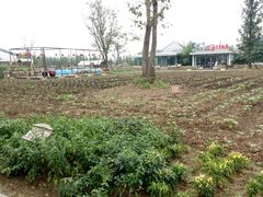 -田园东方蜜桃村的田野营地