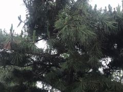 -洋湖国家湿地公园