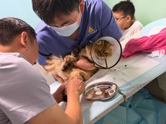 -半岛宠物医院24小时(科华中路店)