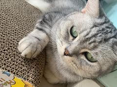 -平行世界·猫咖(首经贸店)