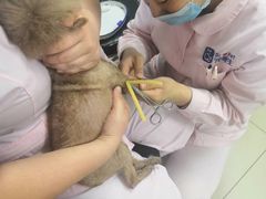 -宠颐生中康贝怡动物医院