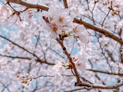 -顾村公园