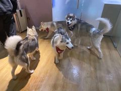 -Husky Go! 哈士奇体验馆·宠物咖啡厅狗咖