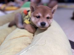 -逗柴咖啡屋·狗咖猫咖宠物桌游