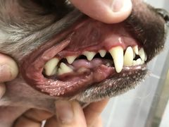 -宠福鑫康馨动物医院·骨科·眼科