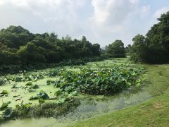 -艾溪湖湿地公园