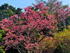 -神光山国家森林公园