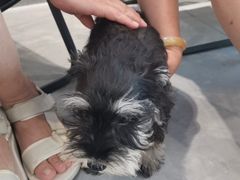-伟伟宠物医院·CT影像中心·瑞派犬猫综合性门诊(汉口总院)