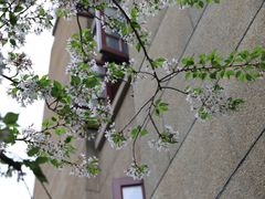 -武汉大学-樱园
