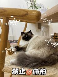 -Sugar苏格婚礼策划工作室