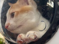 -瑞鹏宠物医院·骨科·猫科·内科(第一中心)
