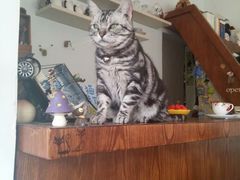 android_upload_pic-海边的猫和咖啡馆