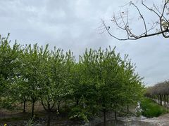 -上海长兴岛郊野公园