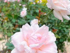 -人民公园(罗湖区)