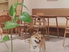 -柴务处·柴犬主题狗咖