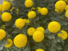 -杭州植物园
