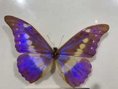 -上海昆虫博物馆