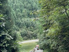 -武陵山森林公园