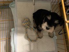 -翊宠yipet猫狗购宠庄园犬舍•猫舍