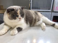 -猫房·猫吧·猫咖(龙湖时代汇店)